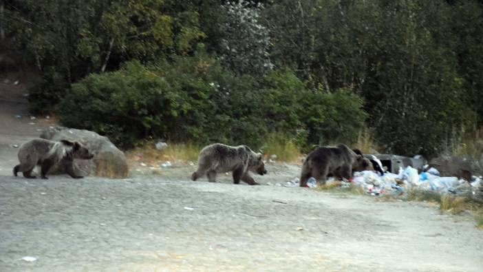Piknik alanını ayılar bastı