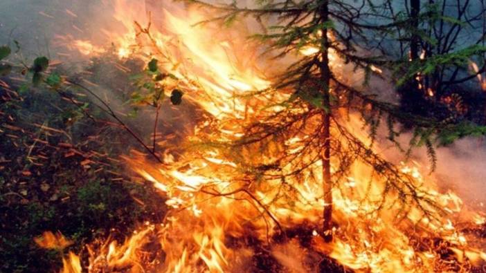 Rusya’da orman yangını: 118 hektarlık alan kül oldu