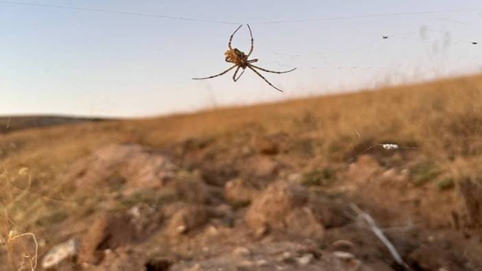 Argiope lobata Türkiye’de görüldü. Dünyanın en zehirli örümcekleri arasında gösteriliyor