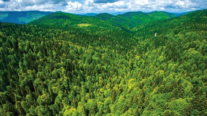 Erdoğan’ın imzasıyla 3 ilde ormanlar talana açıldı