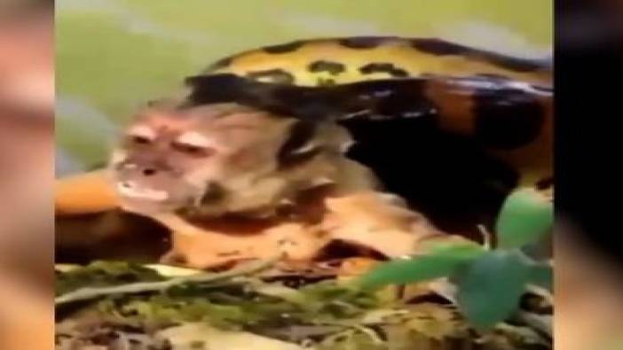 Maymunu anakonda’nın gövdesinden turistler kurtardı
