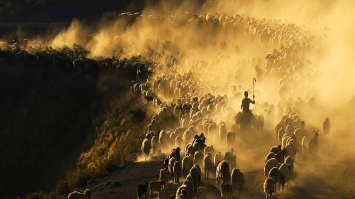 Koyun sürüsü Nemrut Dağı'nda tozu dumana katıp ilerledi