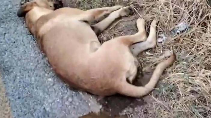 Aydın'da 11 köpeğin ölümü ile ilgili inceleme başlatıldı