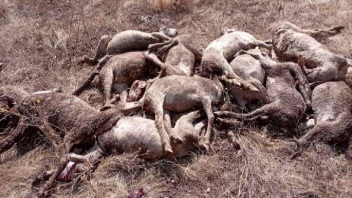 22 koyun aynı anda öldü. Çoban kahroldu