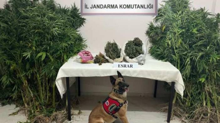 Valize ve yatağa gizlenen esrarı narkotik köpeği 'Termal' buldu