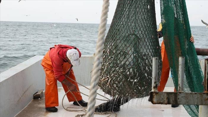 Karadeniz'de mezgit bereketi var ama balıkçılar mazot fiyatından dertli