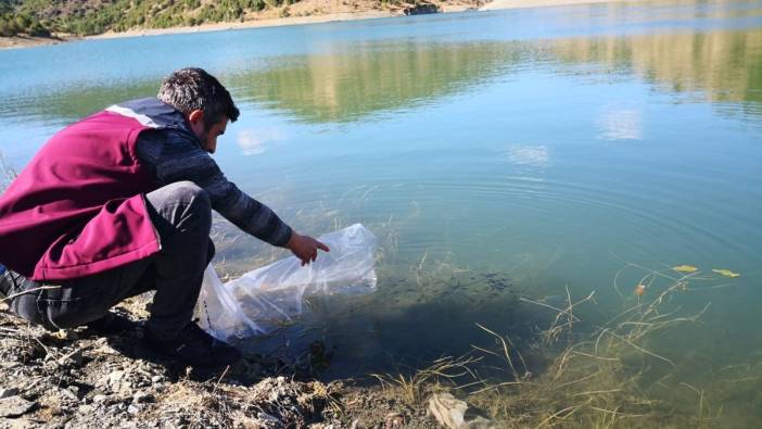 Çankırı'daki 26 gölete 562 bin yavru sazan balığı bırakıldı