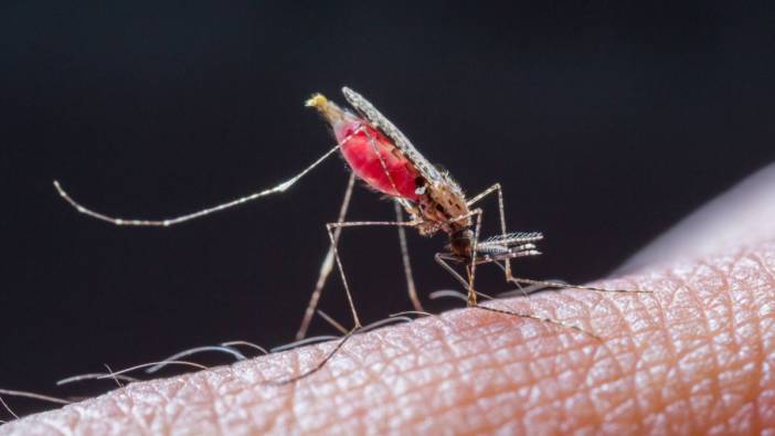 Güney Kore'de sıtma alarmı