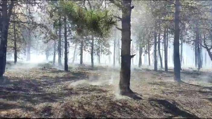 Çerkezköy'deki orman yangını kontrol altına alındı