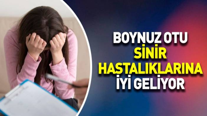 Sinir hastalıklarına iyi gelen mucize ot