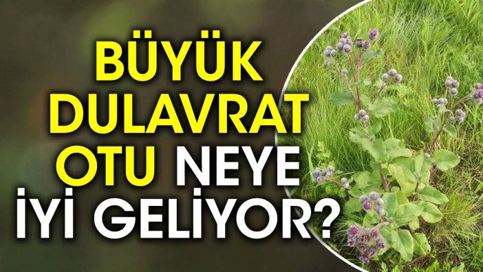 Büyük dulavrat otu neye iyi geliyor?