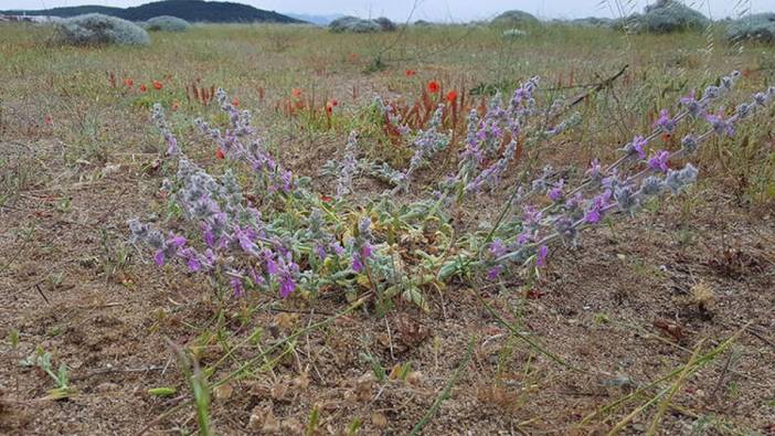 Stachys cretica subsp gulendamiana bitkisi keşfedildi