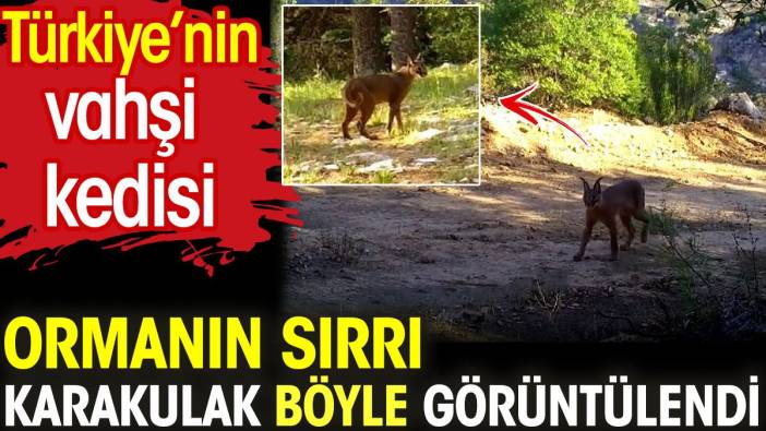 Ormanın sırrı 'Karakulak' böyle görüntülendi. Türkiye'nin vahşi kedisi