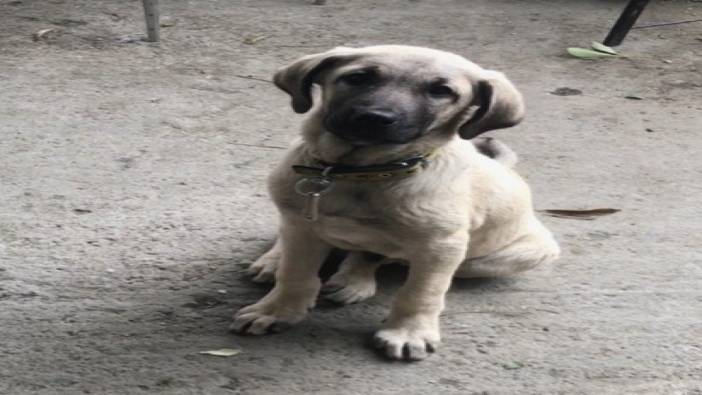 Araştırma görevlisinin Kangal köpekleri projesine 740 bin TL’lik destek