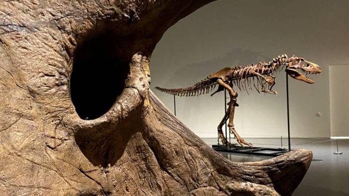 Fransa'da 150 milyon yıllık dinozor iskeleti satılacak