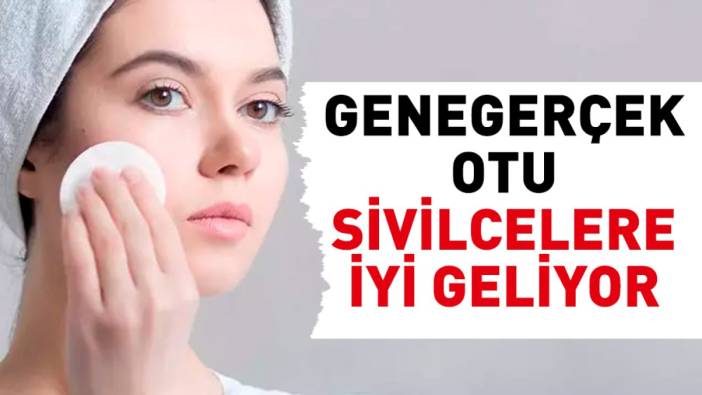 Sivilcelere iyi gelen mucize bitki