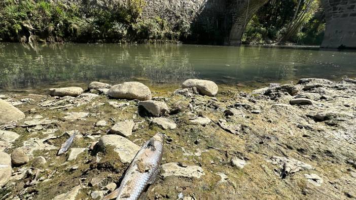 Bartın Irmağı'nda toplu balık ölümleri