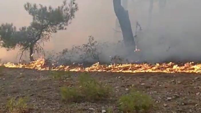 Tokat'taki orman yangını 2 saatte kontrol altına alındı