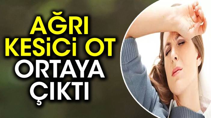 Ağrı kesici ot ortaya çıktı