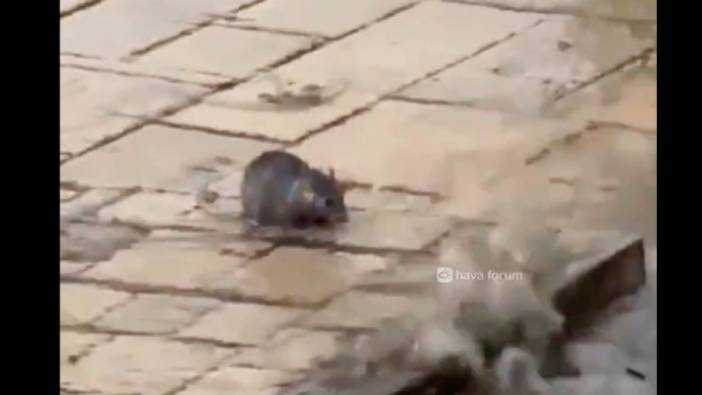 İstanbul'da Kapalı Çarşı'yı su basması sebebiyle fare mahsur kaldı