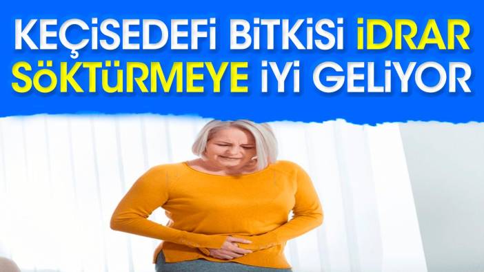 İdrar söktürmeye iyi gelen mucize otun yararları