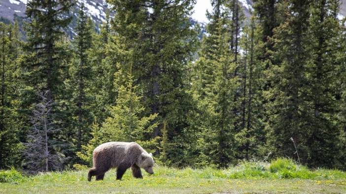 Ulusal parkta ayı dehşeti evli çifti öldürdü. Cesetleri saatler sonra bulundu