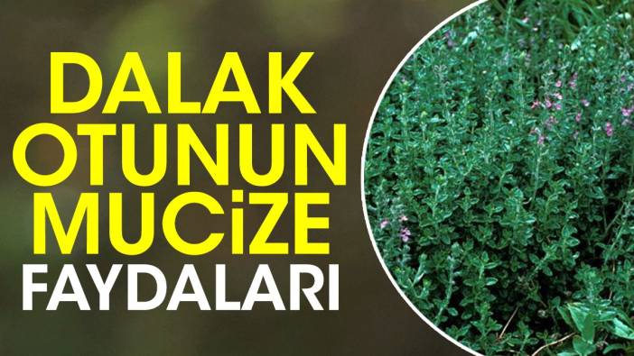 Dalak otunun mucize faydaları ortaya çıktı