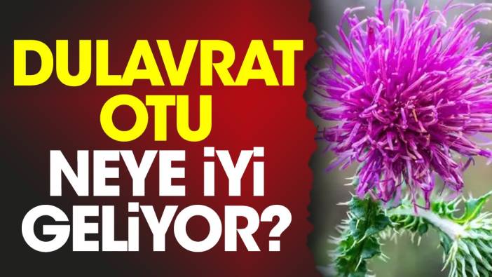 Dulavrat otu neye iyi geliyor?