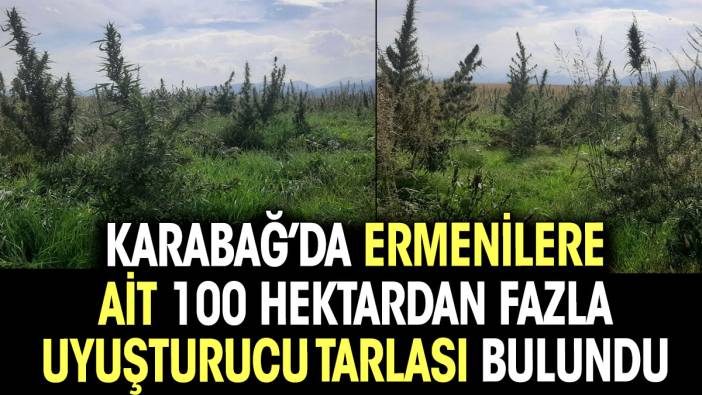 Karabağ’da Ermenilere ait 100 hektardan fazla uyuşturucu tarlası bulundu