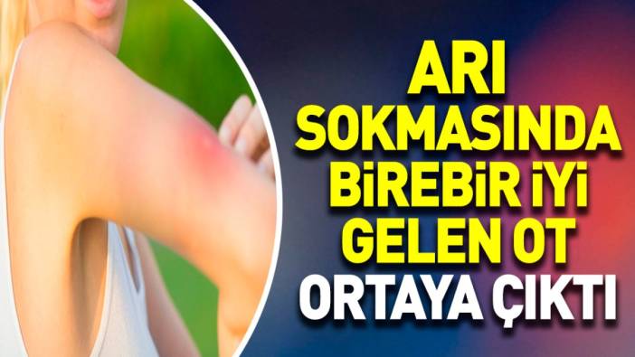 Arı sokmasında birebir iyi gelen ot ortaya çıktı