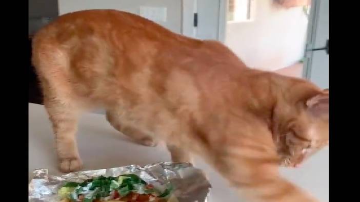 Yemeklerin üstünü kapatmaya çalışan kedinin videosu gündem oldu