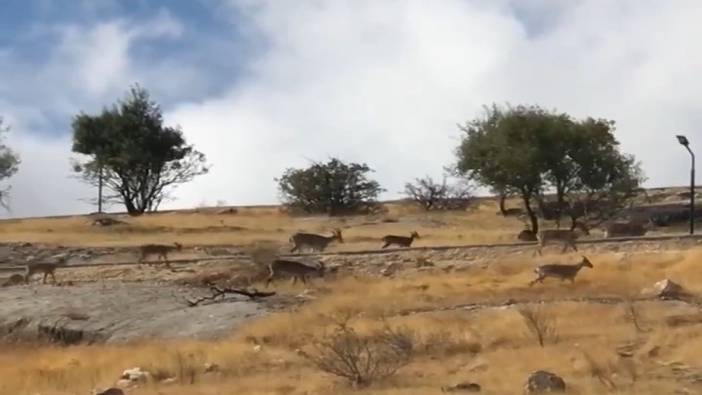 Nesli tükenmekte olan Dağ Keçileri sürüyle yakalandı
