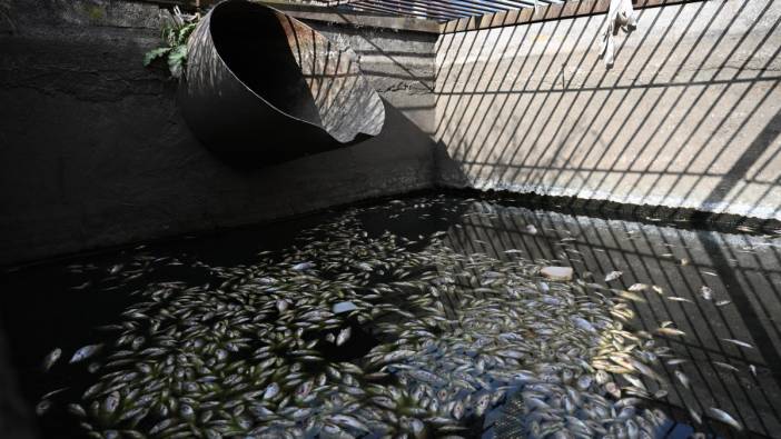 Sulama kanalındaki balık ölümleriyle ilgili yeni gelişme