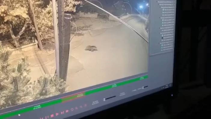 Okul bahçesine giren ayı kameralara yakalandı