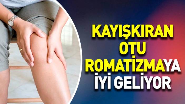 Romatizmaya iyi gelen ot ortaya çıktı