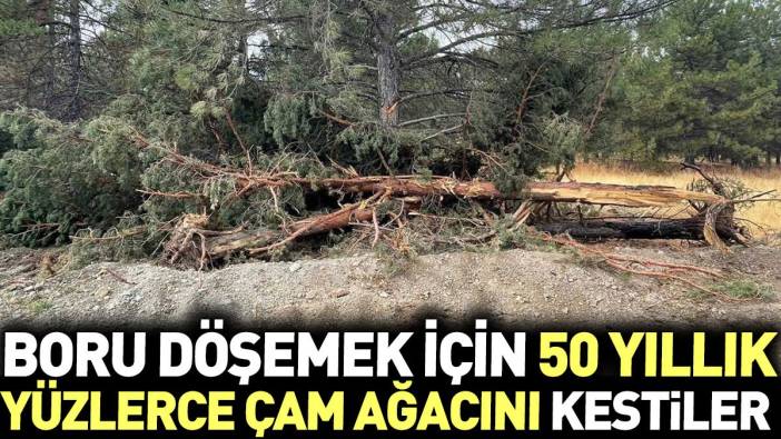 Boru döşemek için 50 yıllık yüzlerce Çam ağacını kestiler