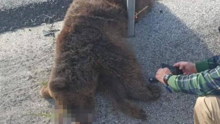 Tırın çarptığı yavru ayı öldü