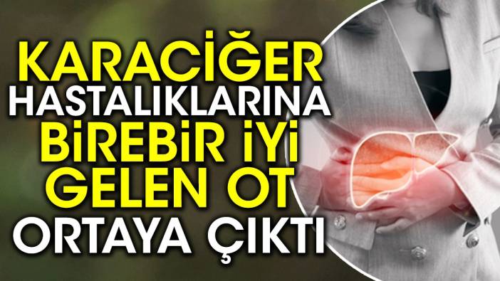 Karaciğer hastalıklarına birebir iyi gelen ot ortaya çıktı