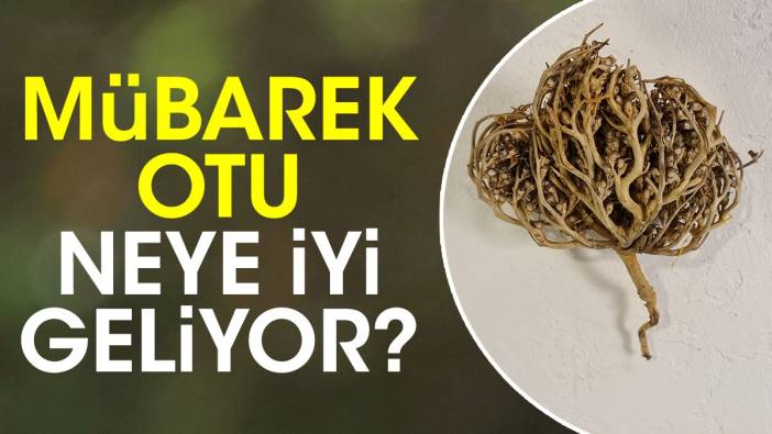 Mübarek otu neye iyi geliyor?