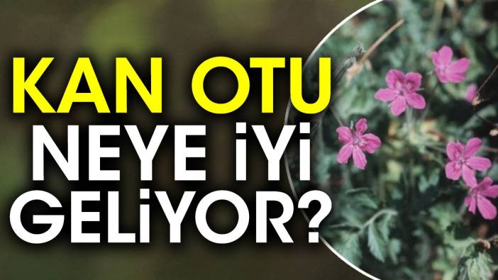 Kan otu neye iyi geliyor?