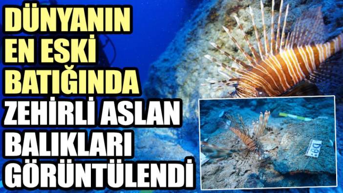 Dünyanın en eski batığında zehirli aslan balıkları görüntülendi