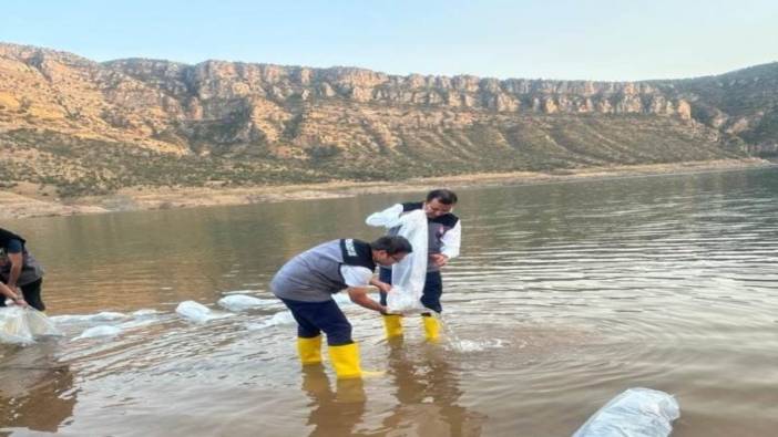 Siirt'te 1,3 milyon yavru şabut balığı baraj göllerine bırakıldı