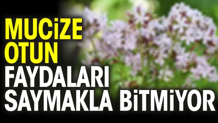 Mucize otun faydaları saymakla bitmiyor