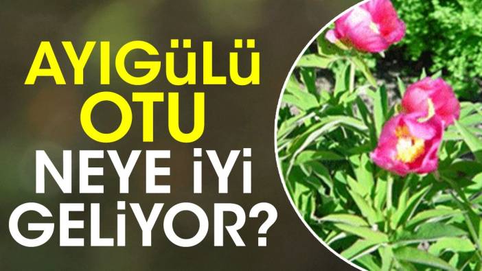 Ayıgülü otu neye iyi geliyor?