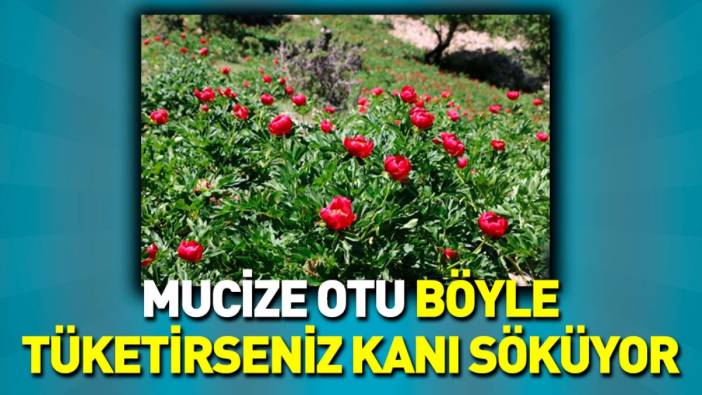 Mucize otu böyle tüketirseniz kanı söküyor