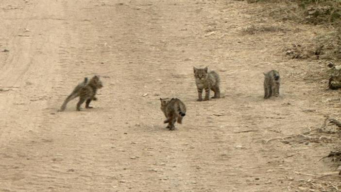 Şanlıurfa'da vaşak ve dört yavrusu böyle görüntülendi