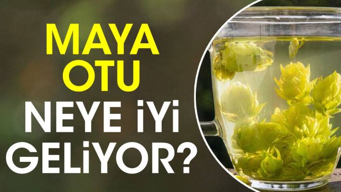 Maya otu neye iyi geliyor?