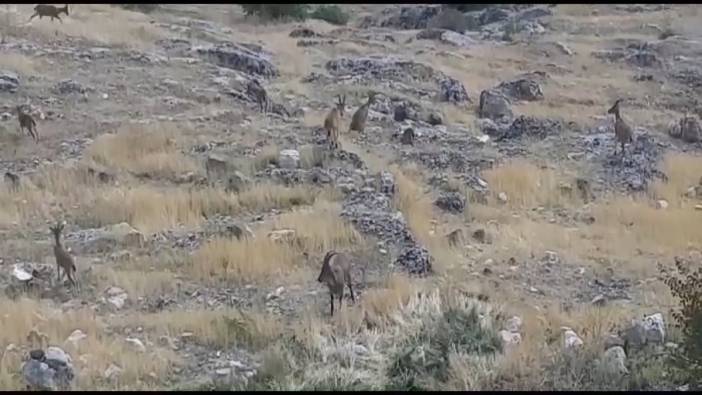 Dağ keçileri sürü halinde Harput'a indi