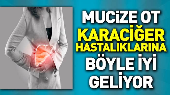 Mucize ot karaciğer hastalıklarına böyle iyi geliyor