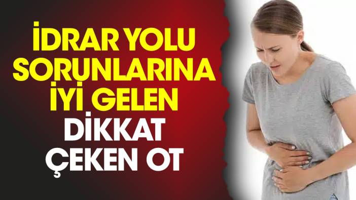 İdrar yolu sorunlarına iyi gelen dikkat çeken ot